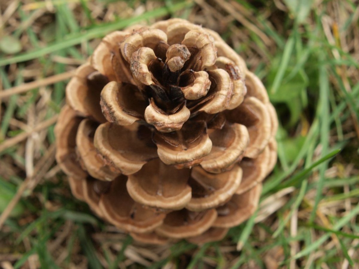 A pine cone is a great example of seeds that come from a gymnosperm.