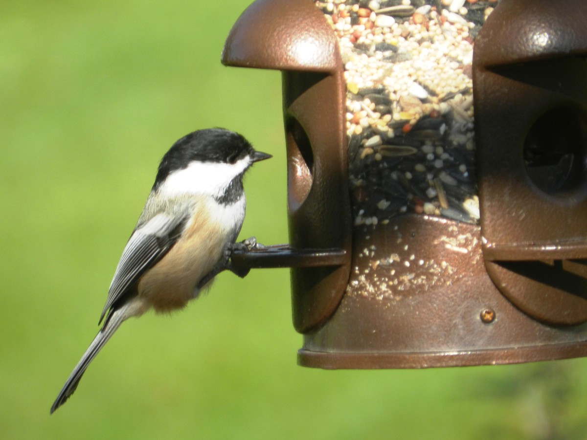 Small feeders with squirrel-proof openings are perfect for little birds like the Chickadee.