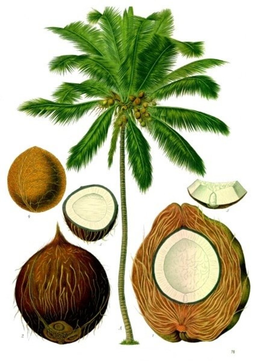 Medicinal properties have been associated with coconuts for many years.