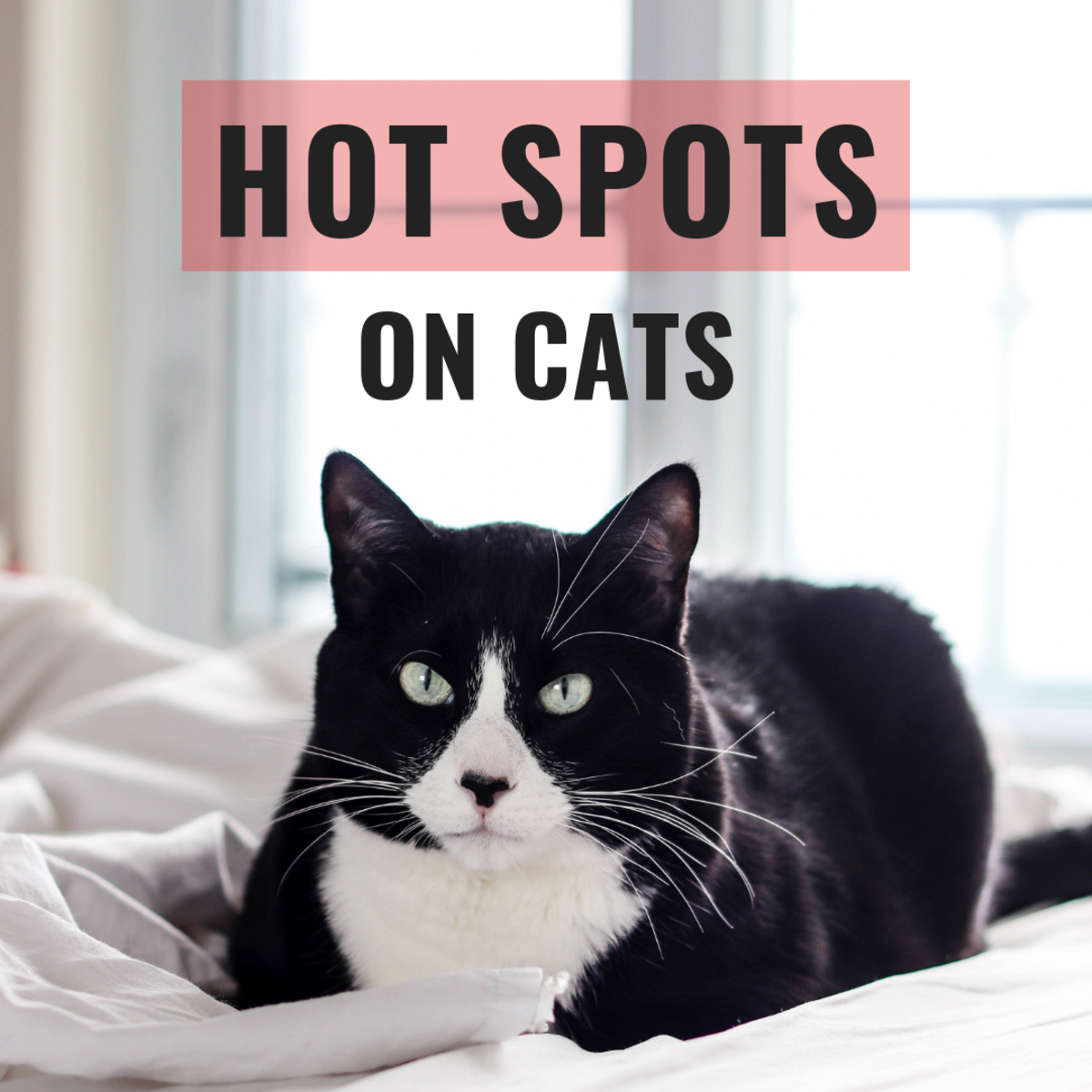 Learn what a hotspot is and what to do if your cat has one. 