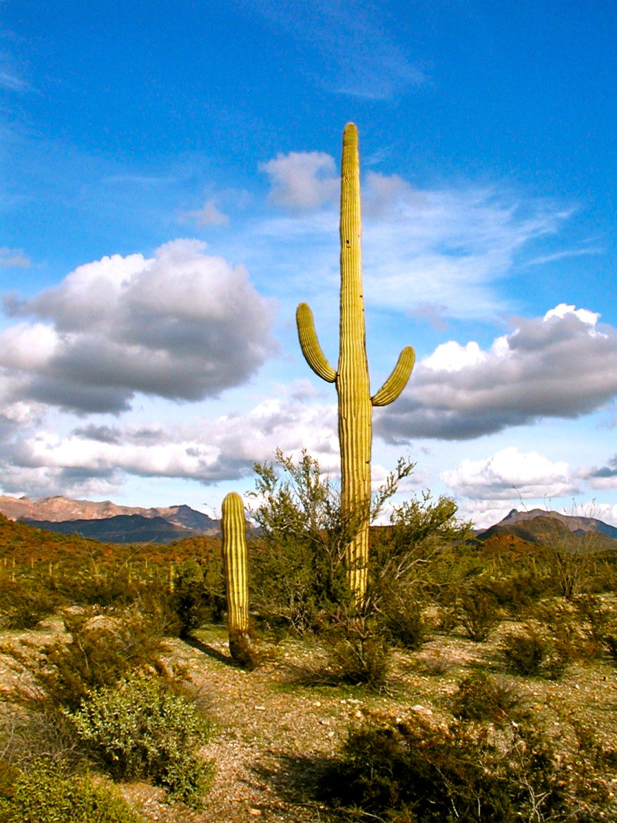 Cactus desert landscape