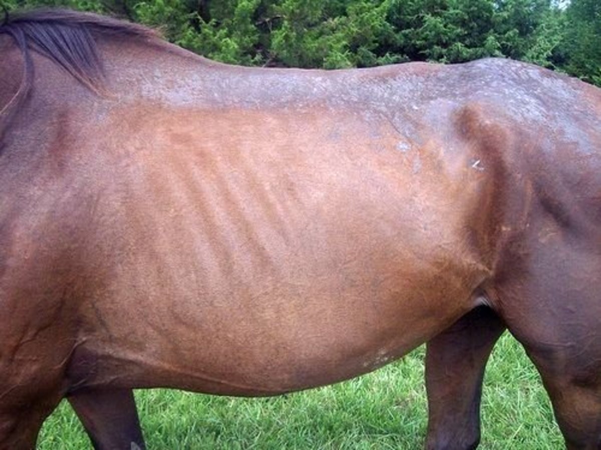 Example of a moderate case of rain rot in a horse.