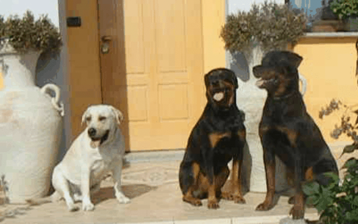 Examples of straight and sloppy sits: The yellow Lab is sitting sloppy while the Rottweilers are performing straight sits. 