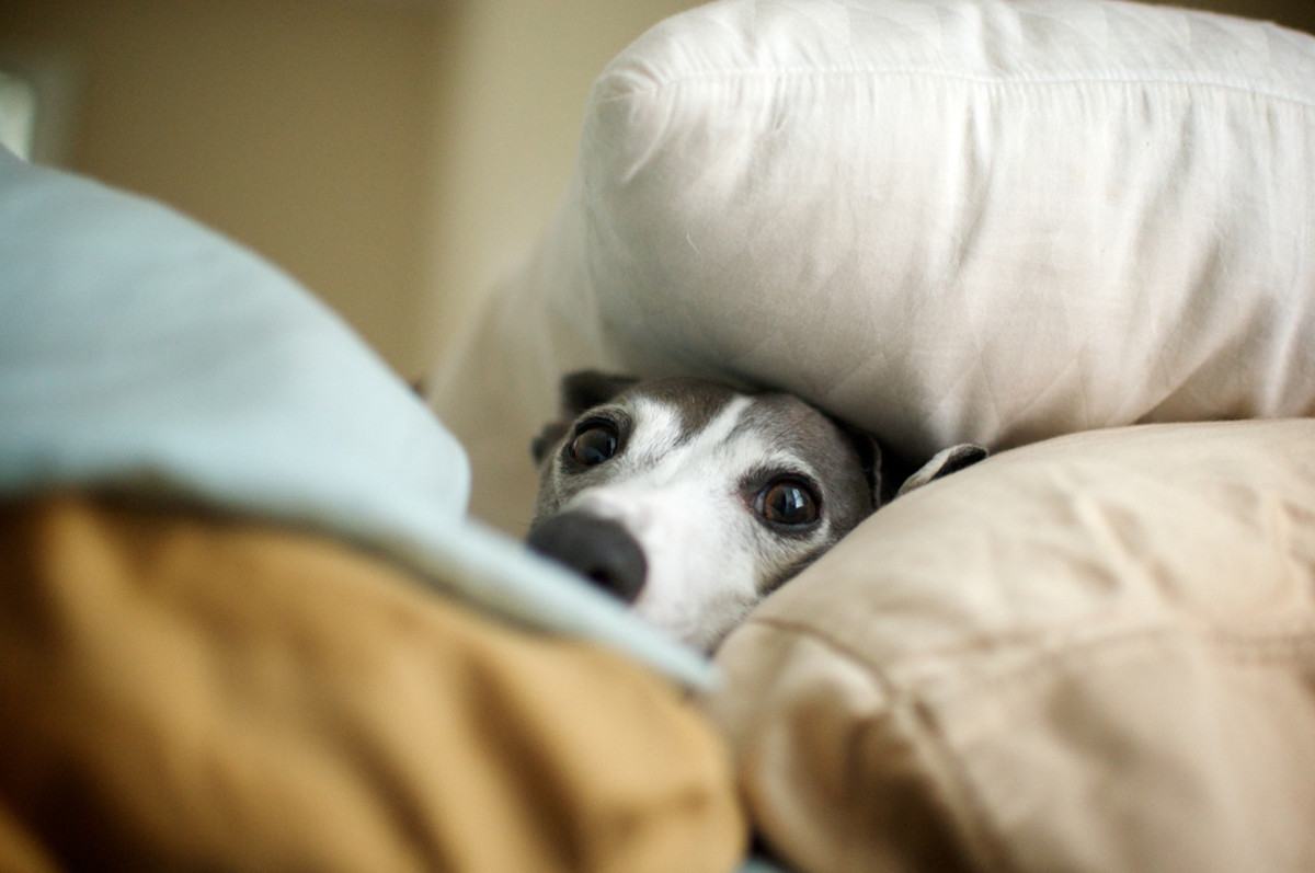 Can You Wash Pillows? Yep—Here's How Dengarden