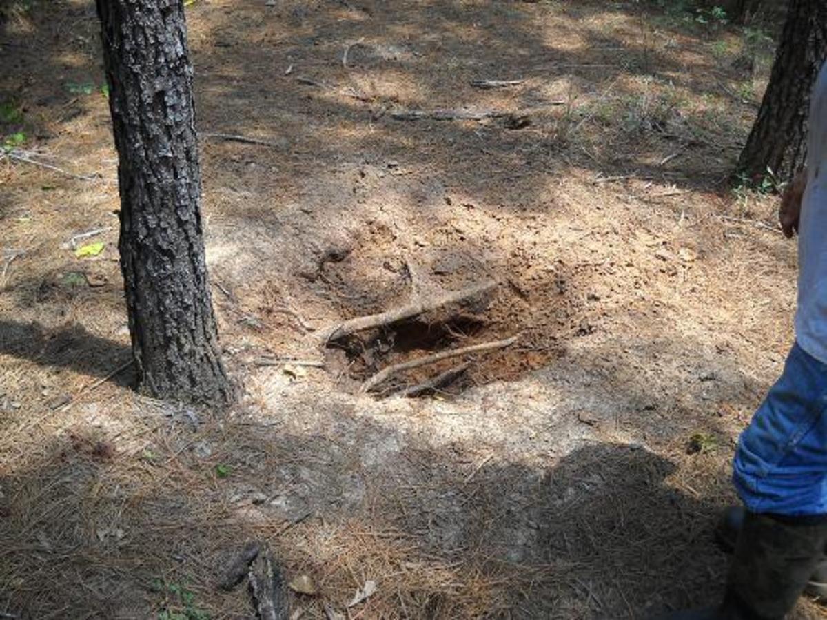 This is a typical mineral bed. Whitetail deer will eat these holes in the earth to get the much needed minerals.