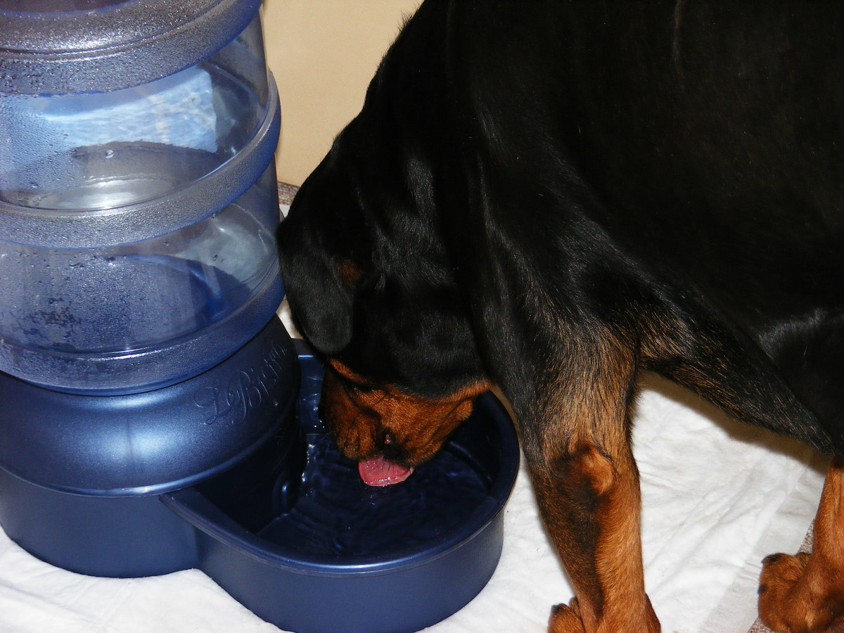 Don't let your dog gulp too much water at once.