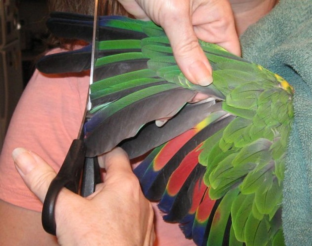 How To Clip The Wings Of An Amazon Parrot  