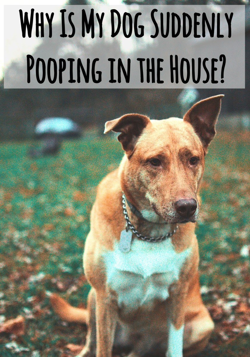 how to keep a dog from peeing in the same spot