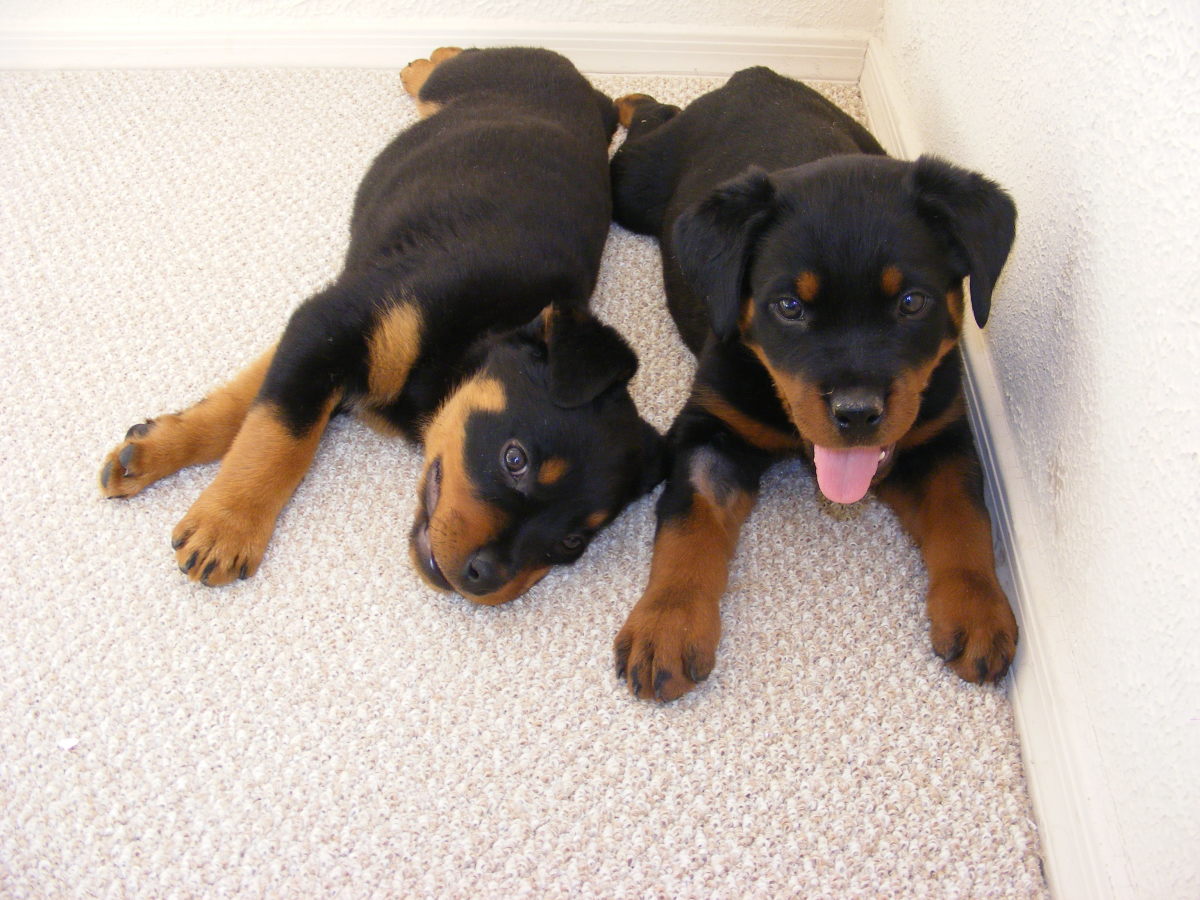 Rottweilers puppies require a diet that isn't too energy-dense and free-feeding should be avoided. 