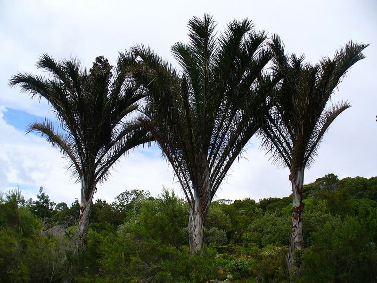 Although these are a different species (Raphia australis), the photo gives an idea of the growth habit of Raffia Palms.