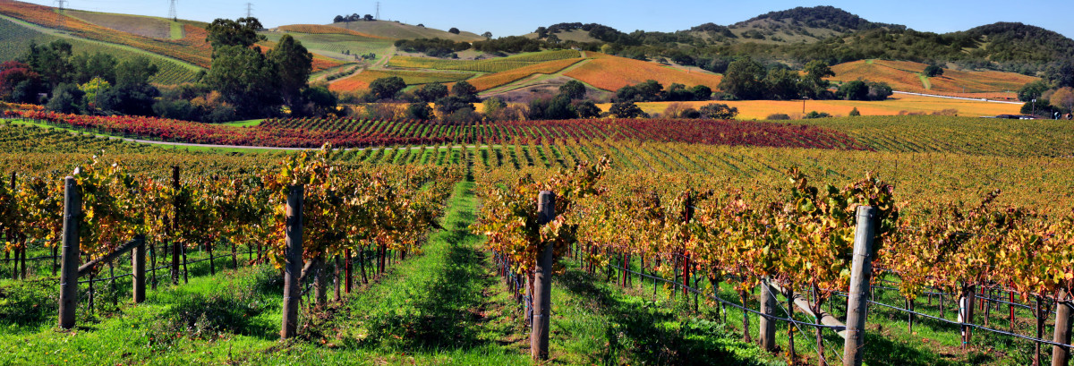 An Introduction to California Wines