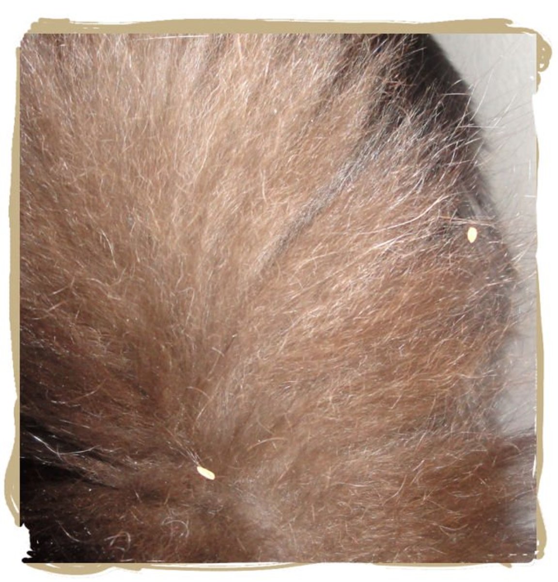 Tapeworm segments in cat tail fur.