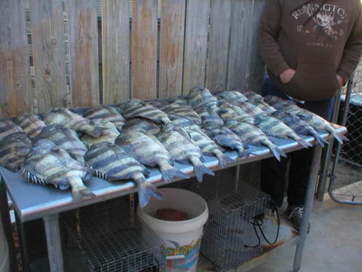 Yes, you can catch sheepshead on the average pier.