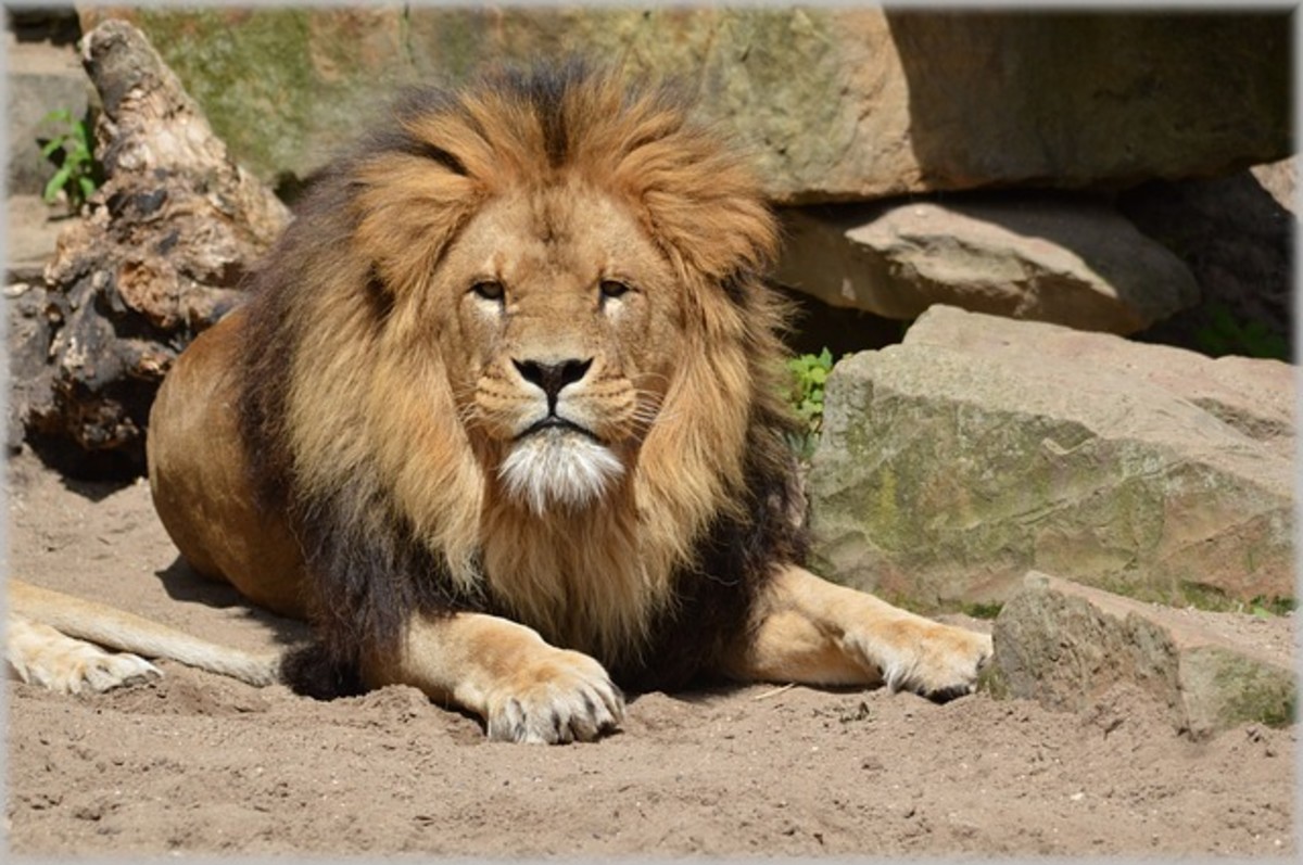Funny Pun about Leo the Lion - LetterPile