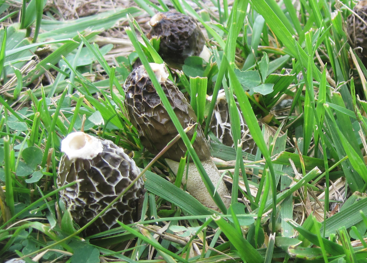 Mushrooms in Michigan