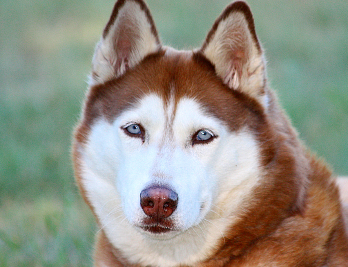 Siberian Huskies may be territorial and don't always get along with other pets.