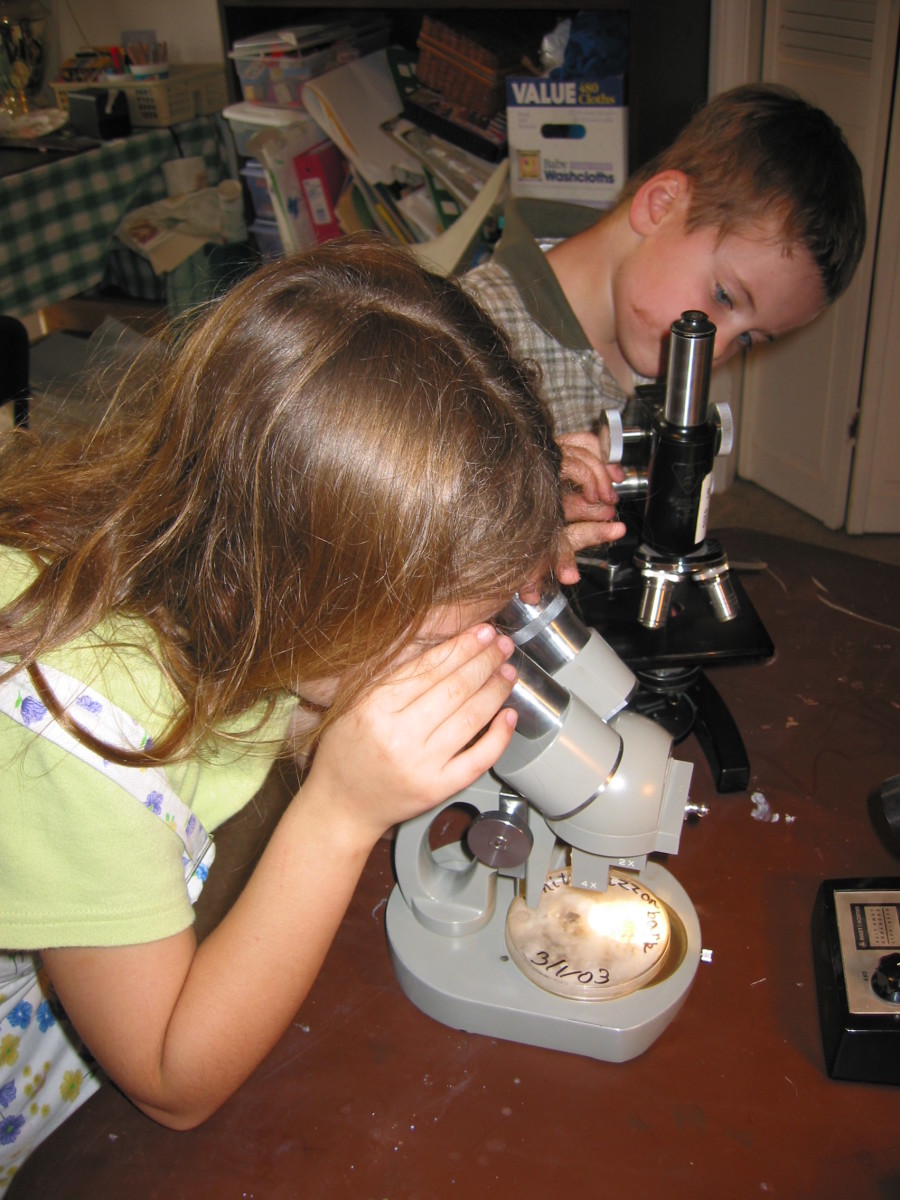 Looking at Microbes with Microscope