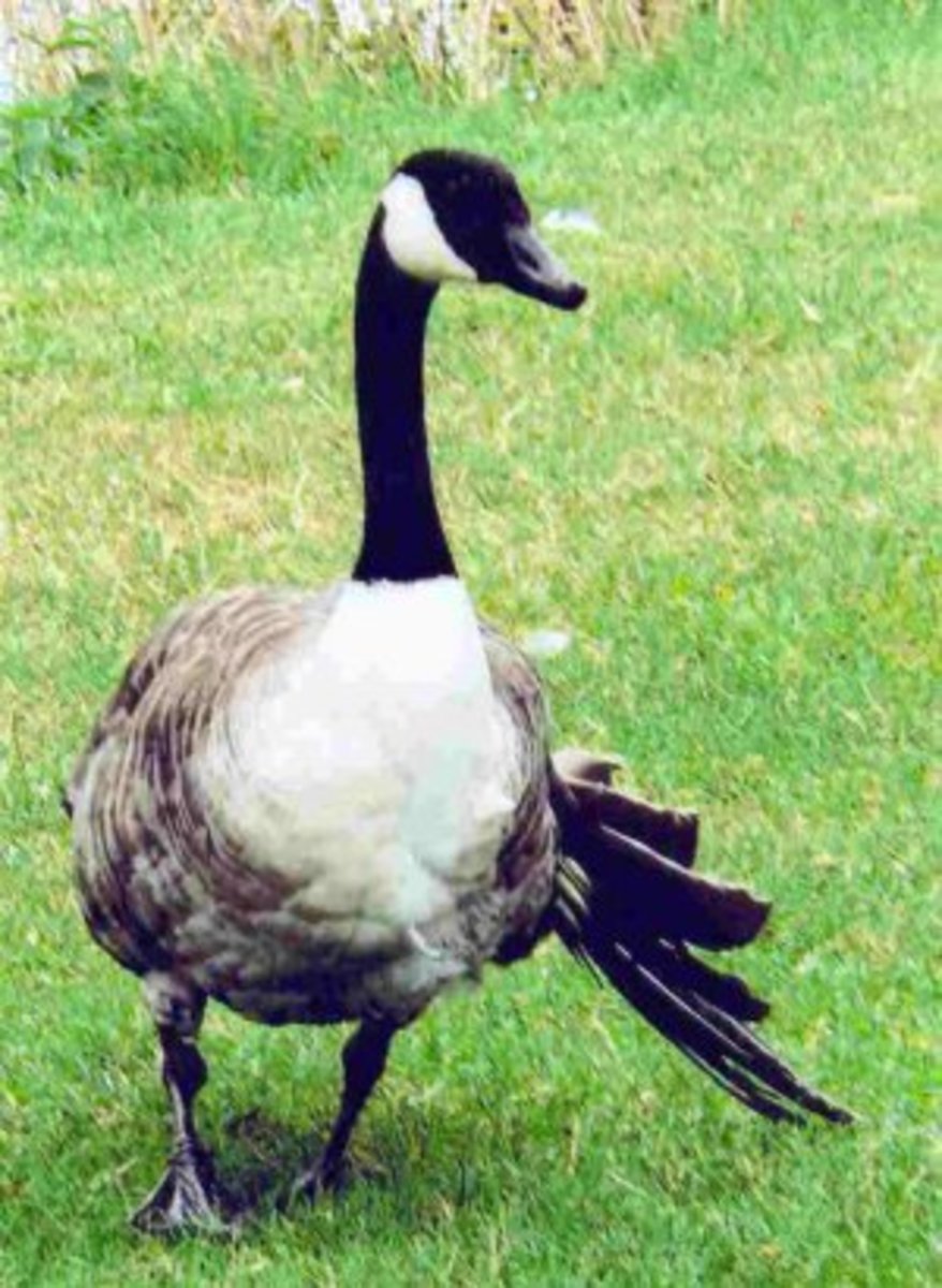 A Canada goose with a condition known as angel wing, caused either by excess feeding of white bread.