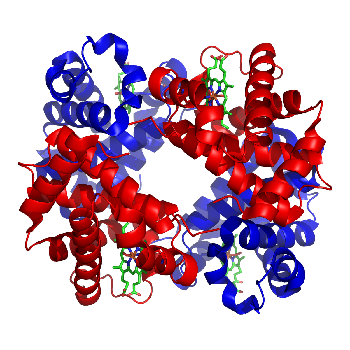 The quintessential example of protein structure: Haemoglobin. Clearly seen are the quaternary, tertiary and secondary structures