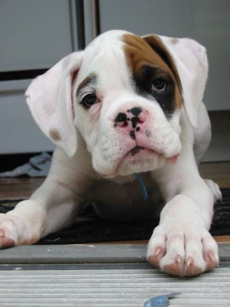 An adorable white boxer puppy.