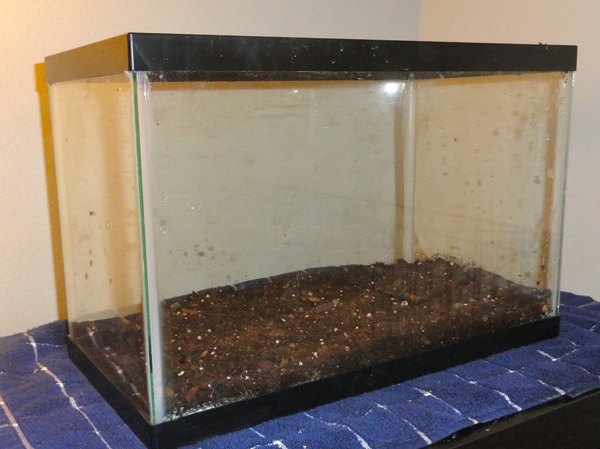 How I Made a Naturally Planted Betta Tank With the Walstad Method
