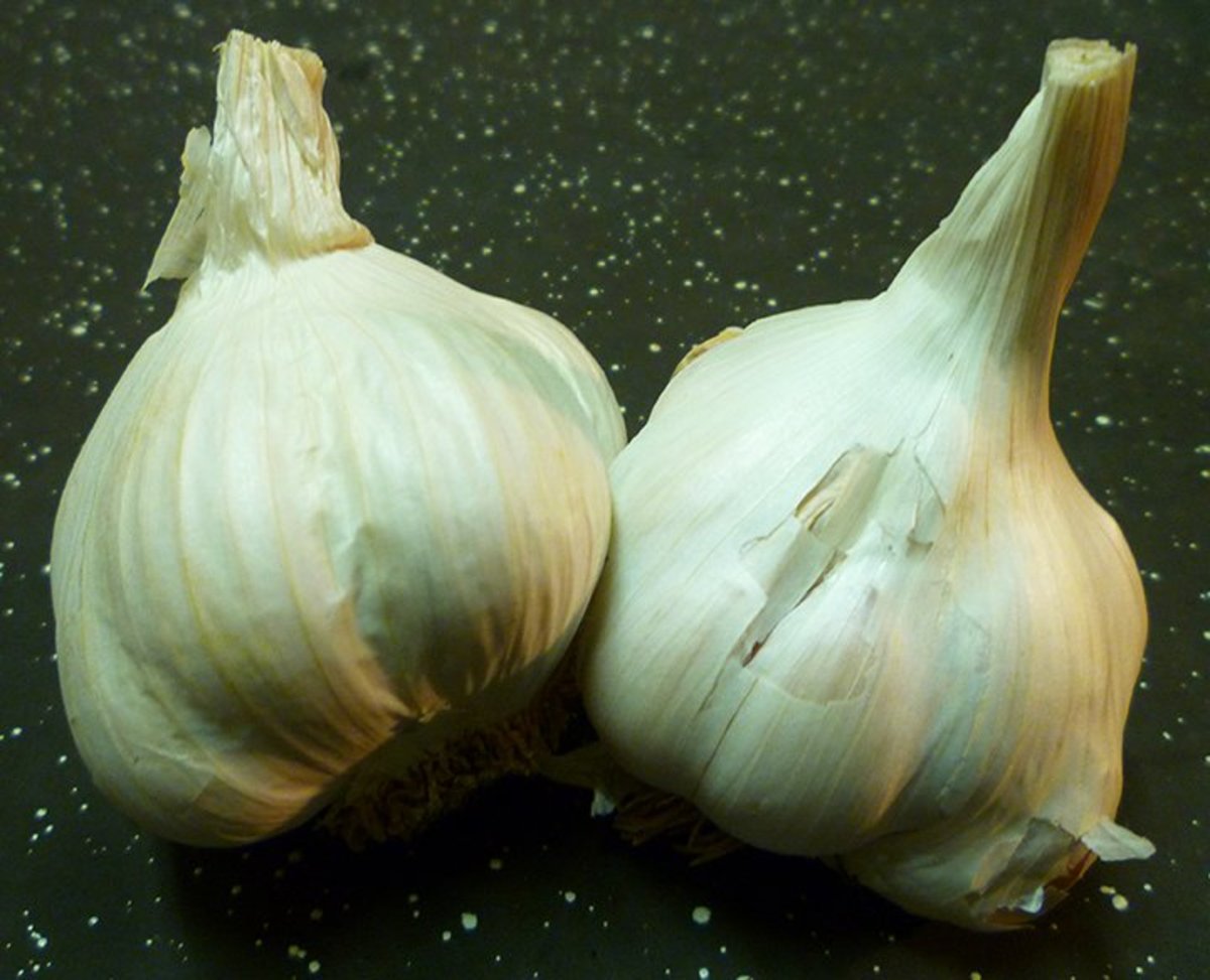 With one head of garlic, you can make one gallon of garlic water pesticide. 