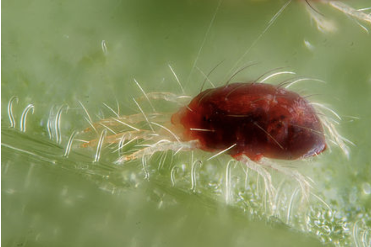 Mint Pests: Identification and Removal