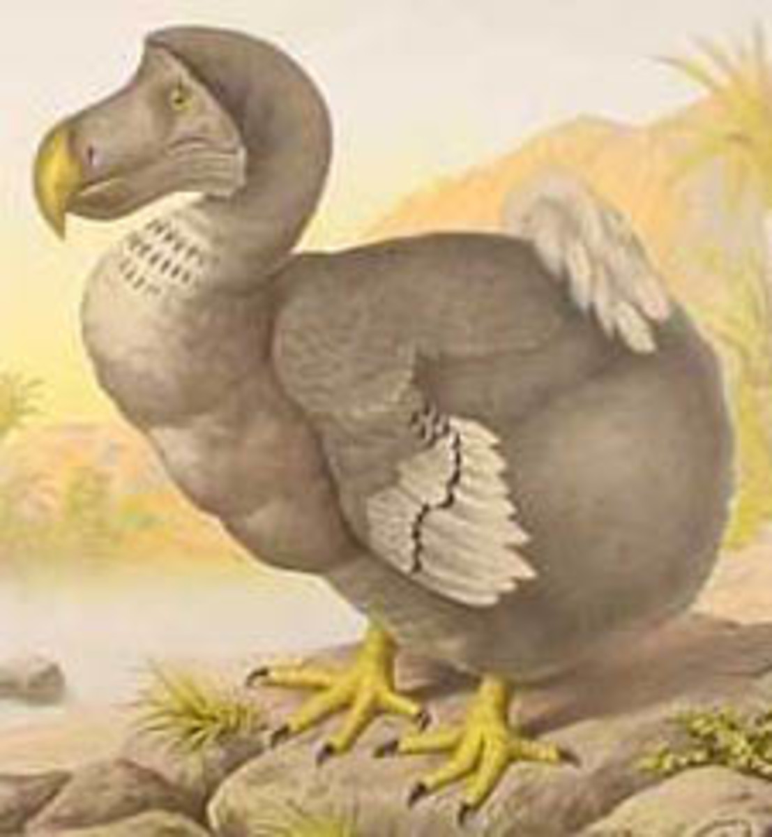 15 Extinct Bird Species & Possible Reasons for Their Extinction
