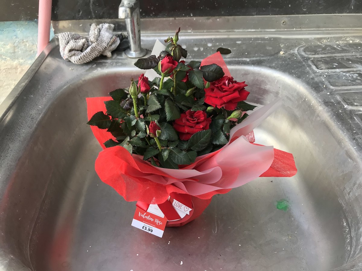 Miniature Rose Bush: A Valentine's Day Gift That Keeps Giving