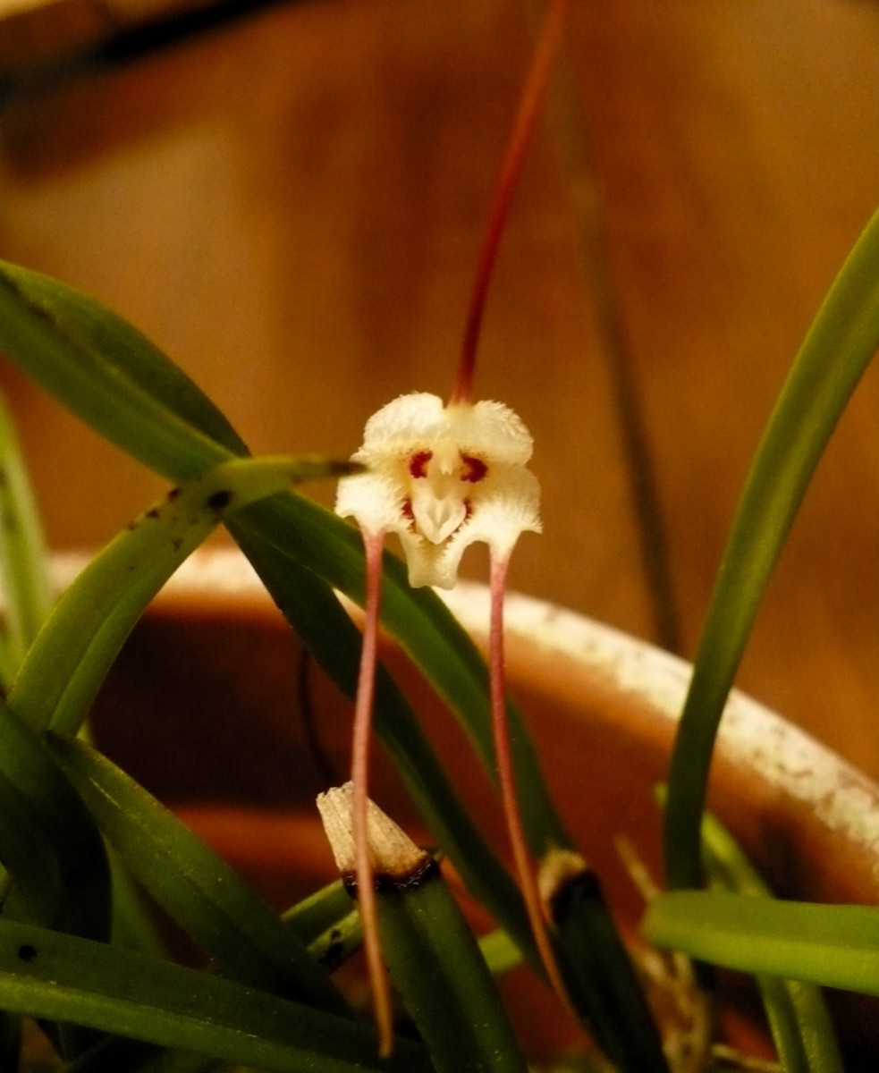 The Dracula Lotax Orchid