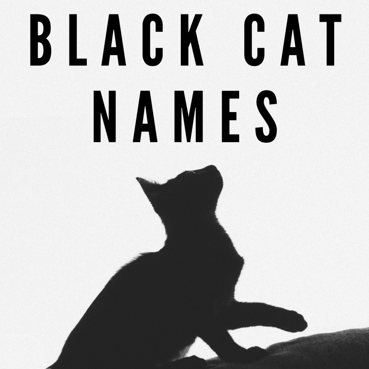 Top 100 Black Cat Names