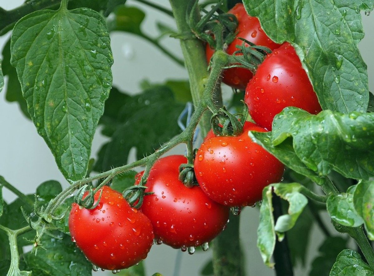 Fertilizer Tips for Huge Harvests From Your Tomatoes - Use Potassium, Boron & Sun For Blooms and Fruit!