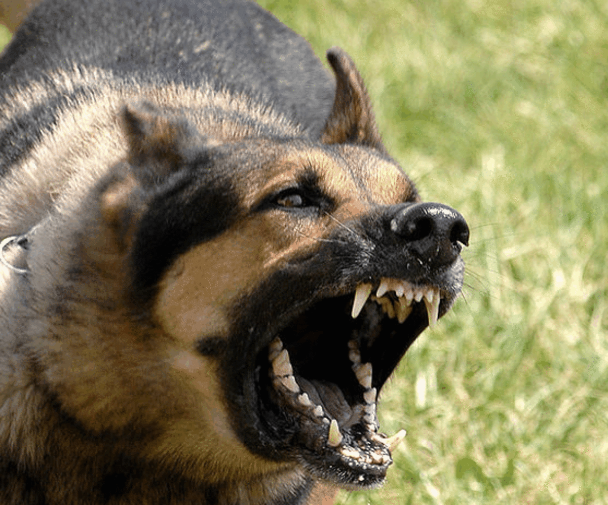 Dog ear communication, aggression