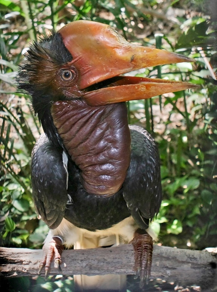 A male helmeted hornbill in captivity 