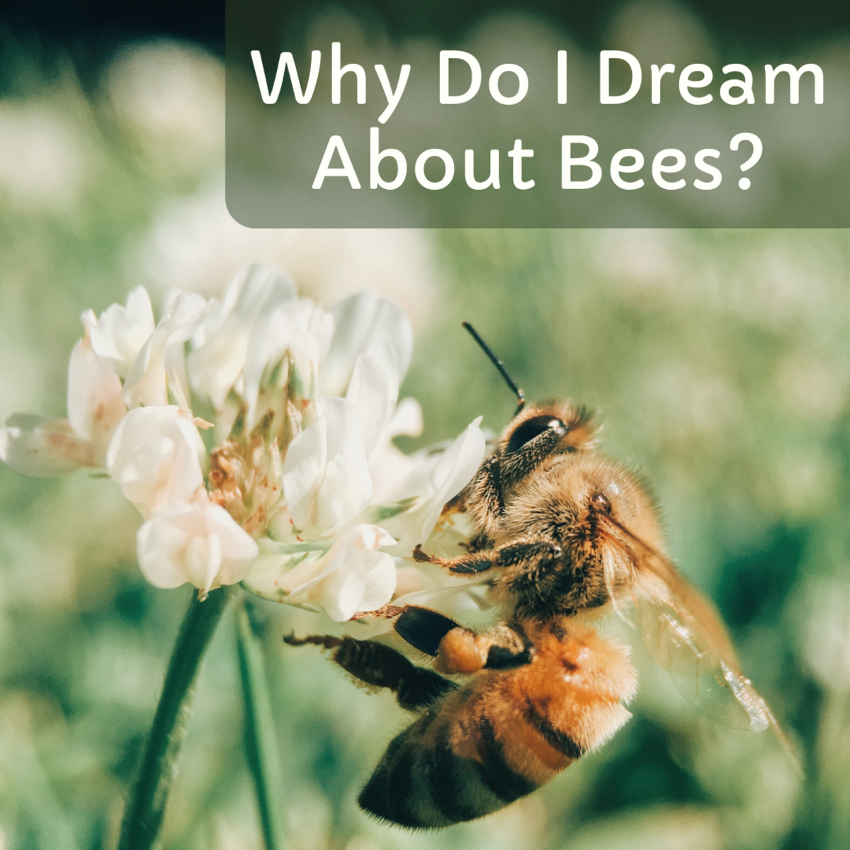 The Possible Meanings of Dreams About Bees