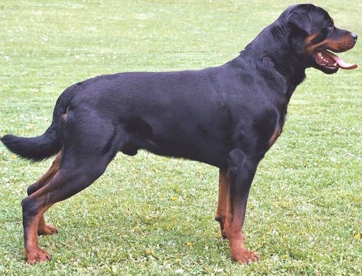 More and more Rottweilers have intact tails.