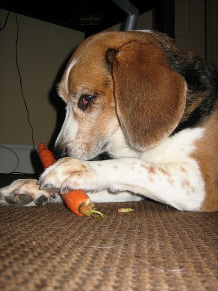 Can dogs eat carrots? Just watch me devour this bad
boy!