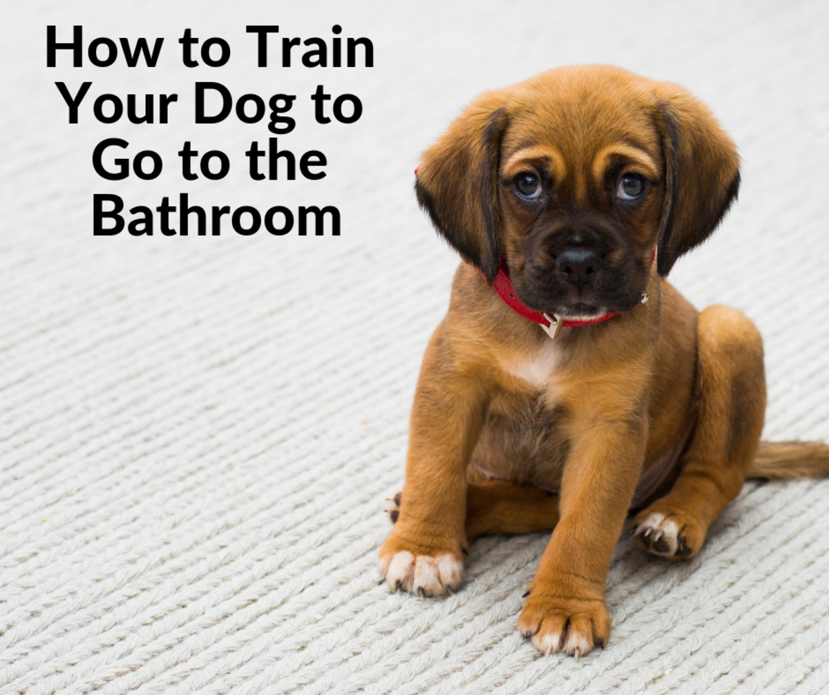 How to train a dog to potty on command