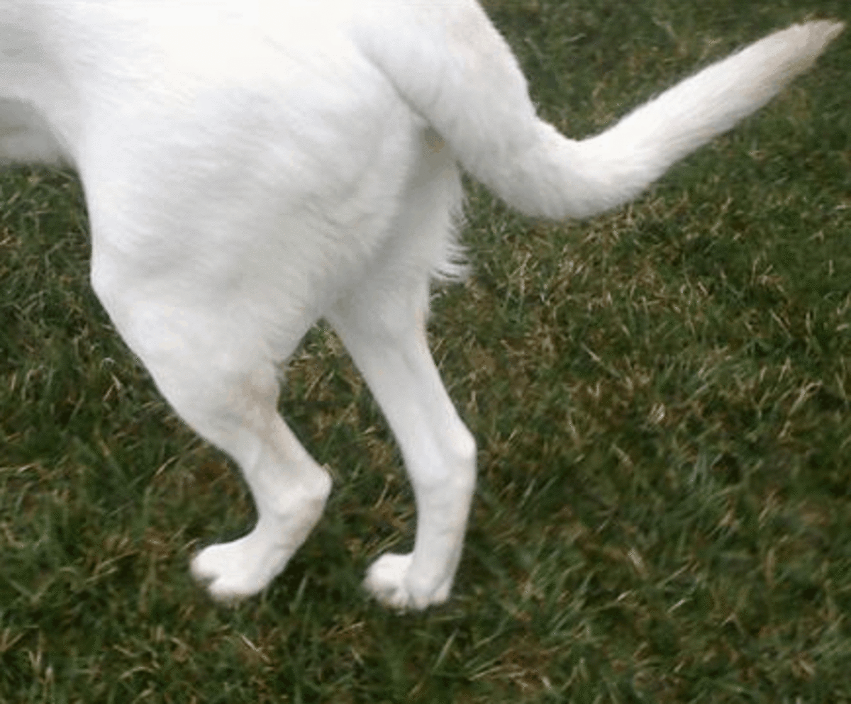 A dog keeping her hind legs close together to compensate for weak hips.