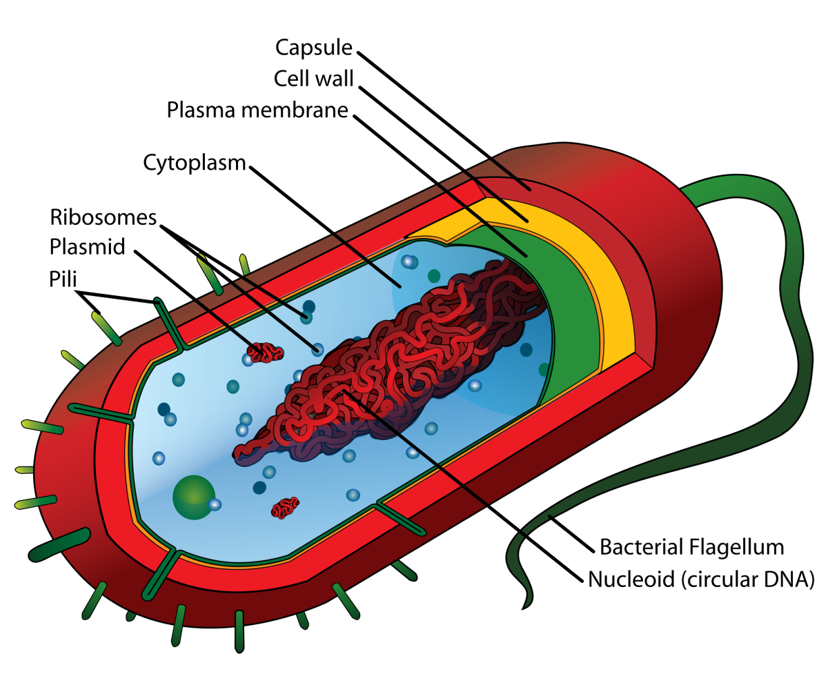The gneralised structure of the Prokaryotes