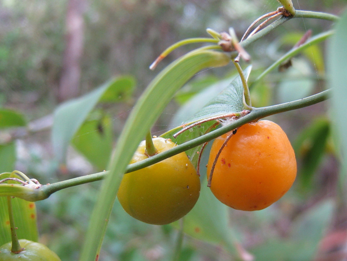 Wombat Berry fruit start off green but turn orange as they ripen and eventually split to reveal the black seeds and white aril flesh within.