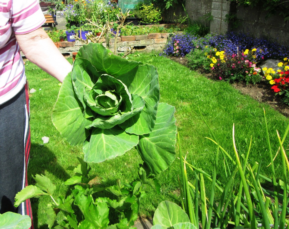 How to Plant, Grow and Harvest Cabbage in the Garden