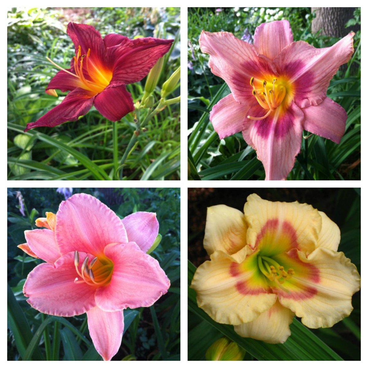 Daylilies come in a wide variety of colours and are easy to grow in a range of conditions.