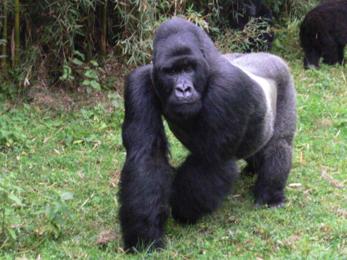Сколько стоит горилла. Сильвербек горилла. Горилла Живая. Самая большая горилла. Серебристая горилла.