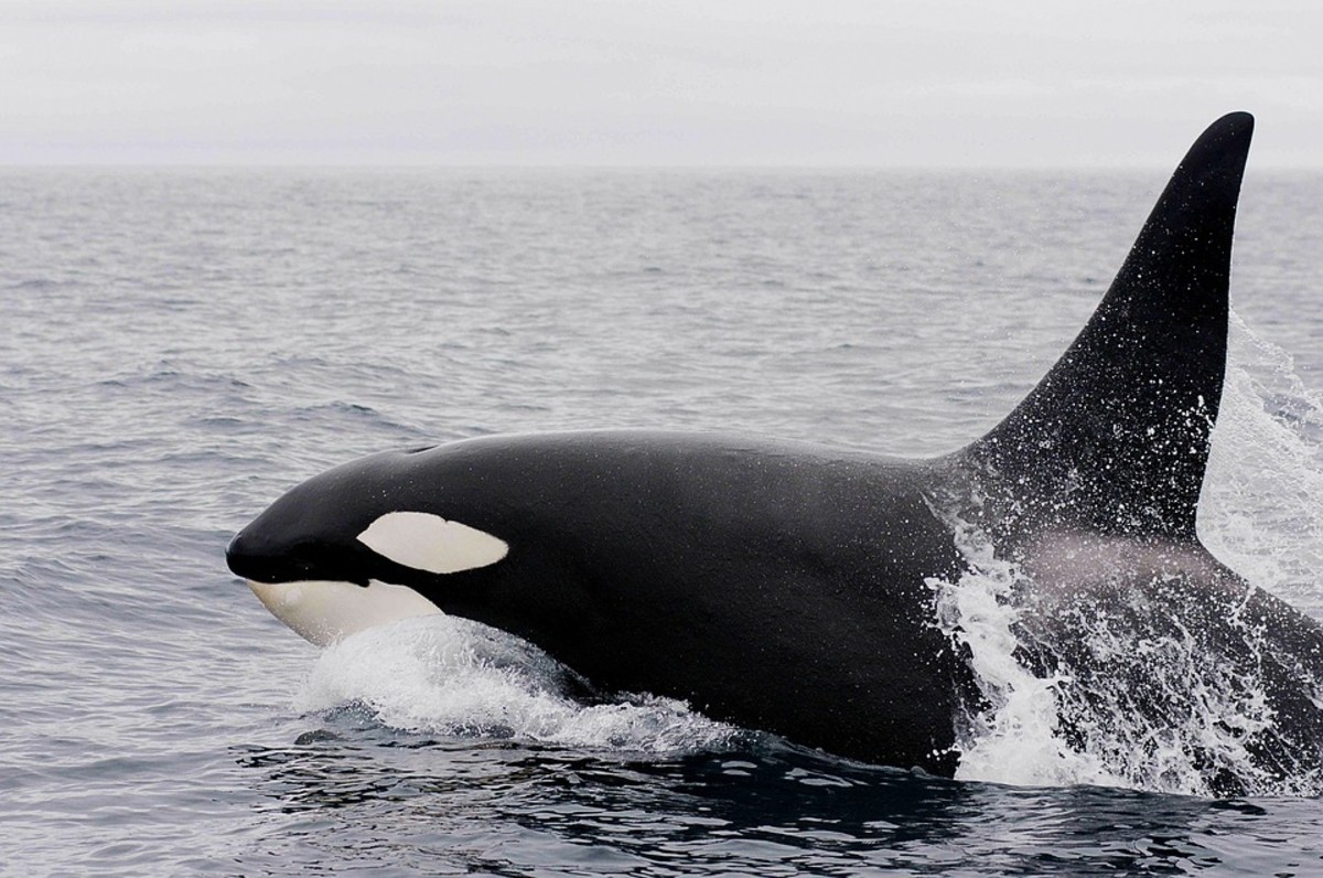 Dorsal Collapse in Killer Whales