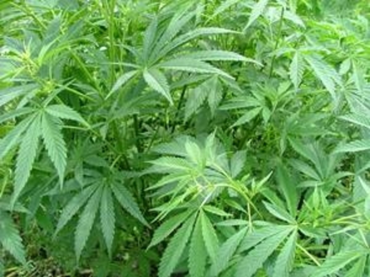 Development of the Marijuana Breathalyzer: A Speedbump in Legalization