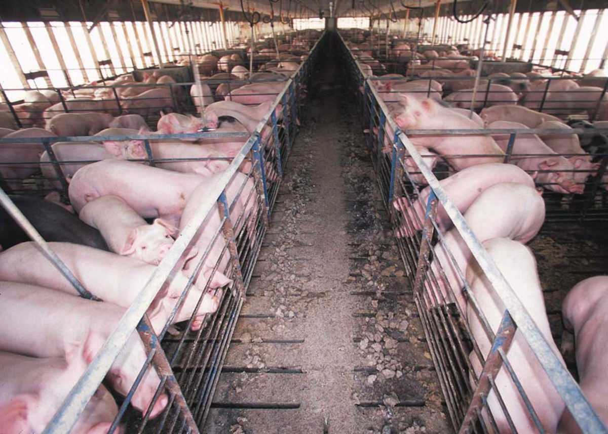 This article will take a look at the toxic and destructive world of factory farming.