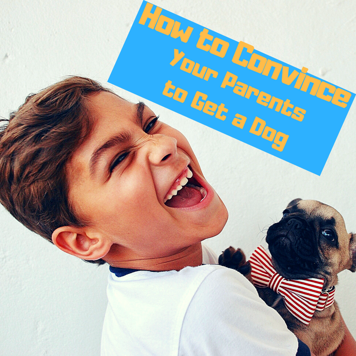 How to convince your parents to let you get a dog!