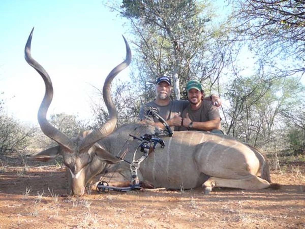 A kudu bull is carefully posed for the hunter's selfie.