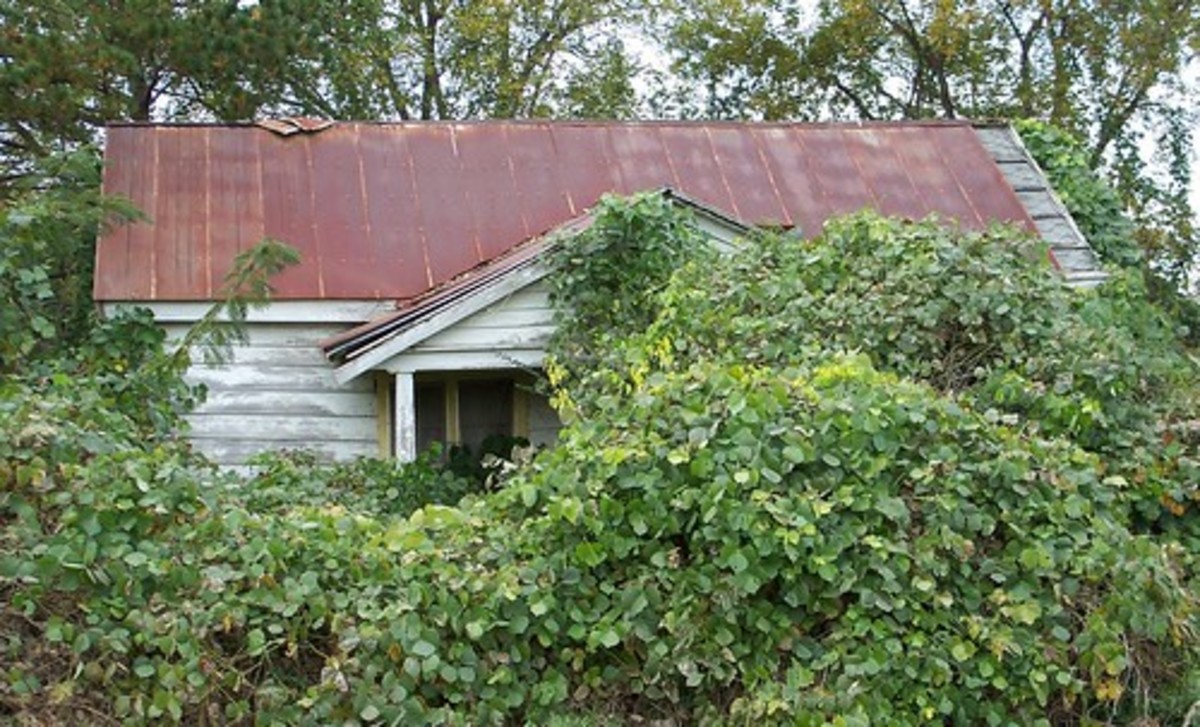 Kudzu claims another victim.